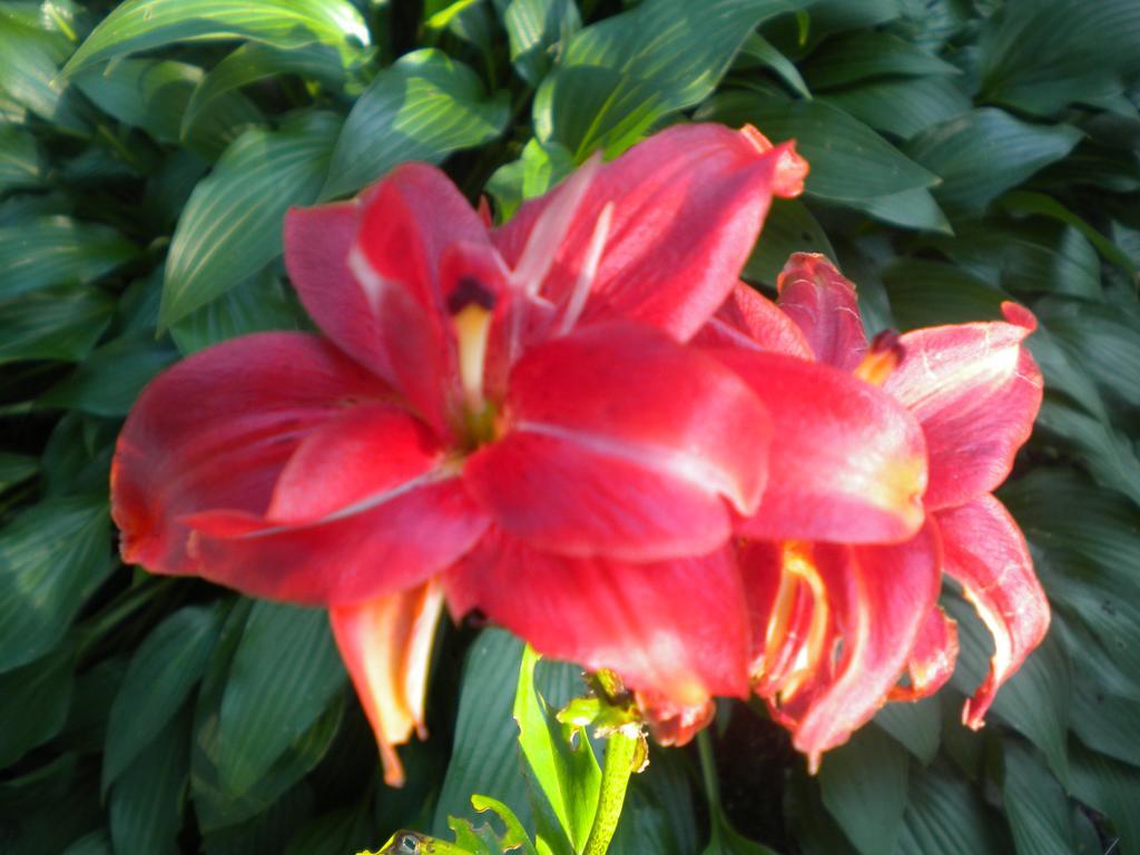 Fleetwood House Bed And Breakfast Portland Luaran gambar